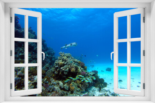 Fototapeta Naklejka Na Ścianę Okno 3D - Beautiful Pufferfish Swimming In The Red Sea In Egypt. Blue Water. Relaxed, Hurghada, Sharm El Sheikh, Scuba Diving, Ocean, Under The Sea, Underwater, Puffer Fish, Snorkeling, Tropical Paradise.
