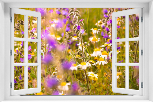 Fototapeta Naklejka Na Ścianę Okno 3D - White wild flowers in sunlight in summer