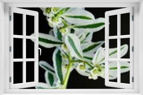 Fototapeta Naklejka Na Ścianę Okno 3D - White-Green composition. Beautiful White flower with green stripes on a black background. 