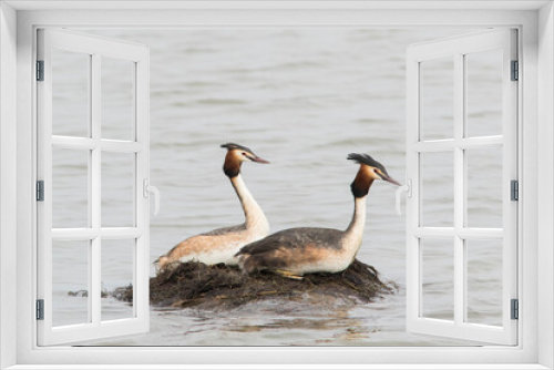 Fototapeta Naklejka Na Ścianę Okno 3D - A pair of great crested grebe (Podiceps cristatus) in their nest in the water
