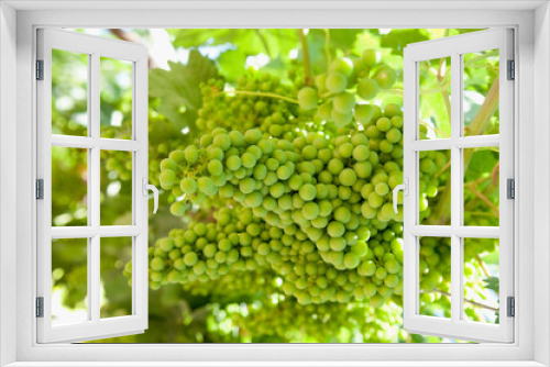 Fototapeta Naklejka Na Ścianę Okno 3D - Close-up of a bunch of grapes, Fatima Valley, Chilecito, La Rioja Province, Argentina