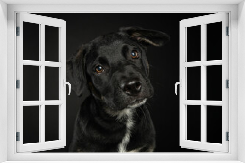 Fototapeta Naklejka Na Ścianę Okno 3D - Portrait of young black puppy in studio with dark background