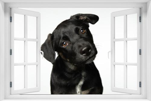 Fototapeta Naklejka Na Ścianę Okno 3D - Portrait of small black puppy isolated on white background