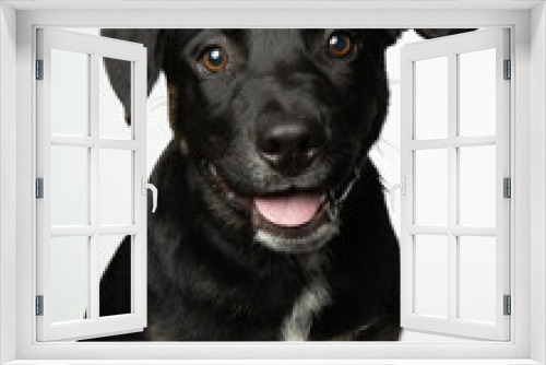Fototapeta Naklejka Na Ścianę Okno 3D - Happy little black mixed breed dog isolated on white background