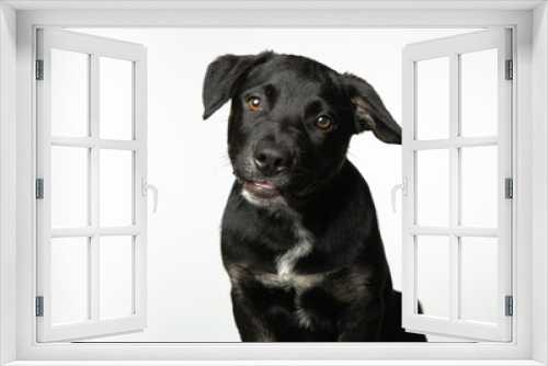 Fototapeta Naklejka Na Ścianę Okno 3D - Mixed breed black puppy sitting, isolated on white background