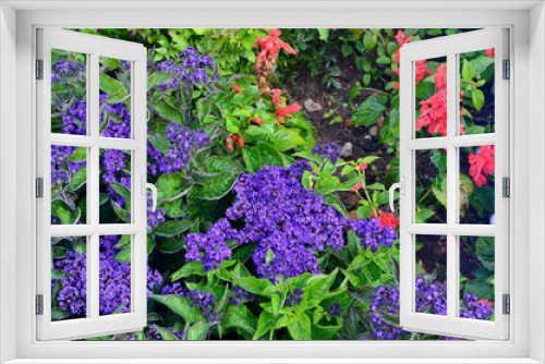 Fototapeta Naklejka Na Ścianę Okno 3D - Colorful flowers bloom in the summer garden. beautiful garden flowers