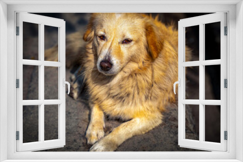 Fototapeta Naklejka Na Ścianę Okno 3D - Himalayan stray dog resting by the side of the road
