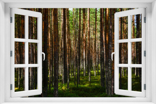 Fototapeta Naklejka Na Ścianę Okno 3D - forest in the morning
