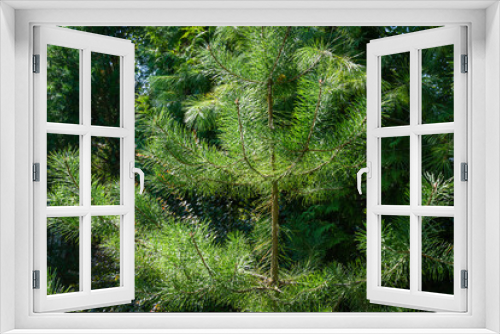 Fototapeta Naklejka Na Ścianę Okno 3D - Beautiful young pine Pinus sylvestris with evergreens background. Sunny day in the garden. Nature concept for design. Selective focus