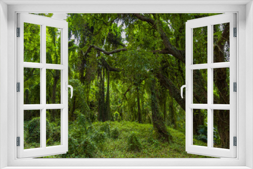 Fototapeta Naklejka Na Ścianę Okno 3D - Amazing green forest. Hawaii island