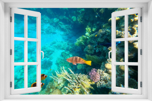 Fototapeta Naklejka Na Ścianę Okno 3D - Underwater colorful tropical fishes at coral reef at Red Sea.
