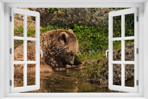 Fototapeta Naklejka Na Ścianę Okno 3D - Bear portrait in Salzburg zoo