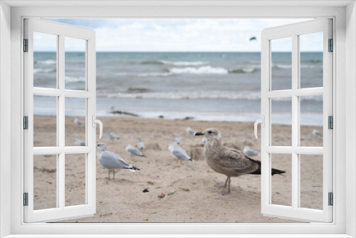 Fototapeta Naklejka Na Ścianę Okno 3D - A lot of Seagulls on the beach