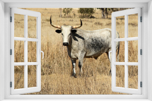 Fototapeta Naklejka Na Ścianę Okno 3D - Color landscape photo of Nguni cattle with long, thick horns, Potchefstroom, SouthAfrica.  Winter-time