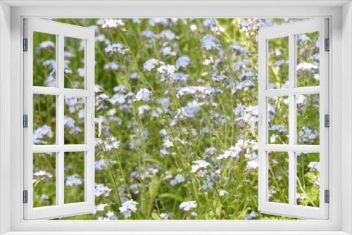 Fototapeta Naklejka Na Ścianę Okno 3D - Small numerous light blue flowers