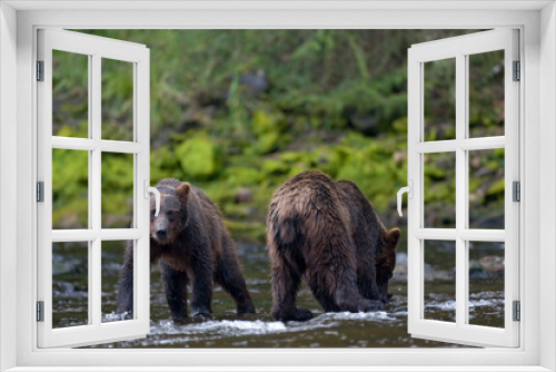 Fototapeta Naklejka Na Ścianę Okno 3D - Brown Bears Along Freshwater Bay, Alaska
