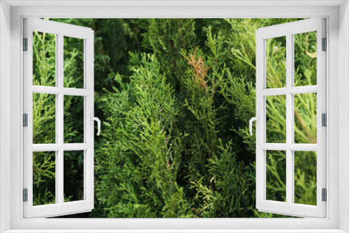 Fototapeta Naklejka Na Ścianę Okno 3D - close up of green moss