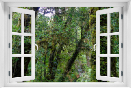 Fototapeta Naklejka Na Ścianę Okno 3D - Dense Valdivian temperate forest in Futangue Park in the south of Chile