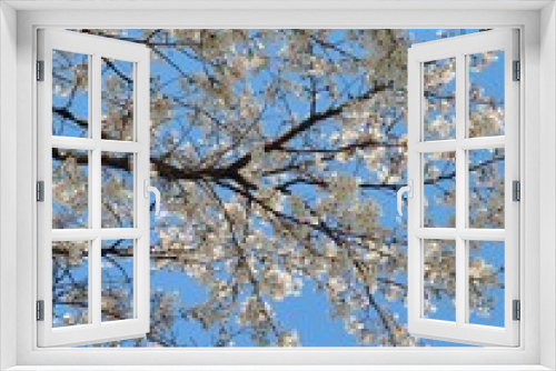 Fototapeta Naklejka Na Ścianę Okno 3D - spring and cherry blossom