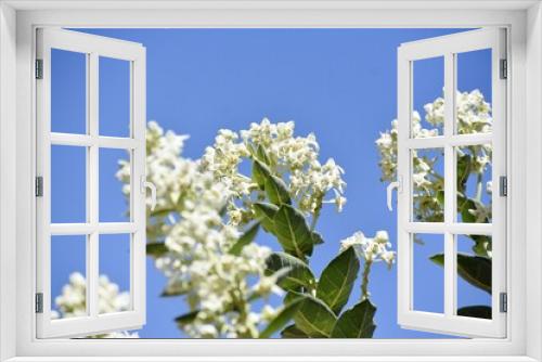 Fototapeta Naklejka Na Ścianę Okno 3D - Bunch of white flowers