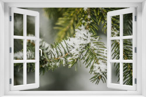 Fototapeta Naklejka Na Ścianę Okno 3D - Pine Needle Leaves