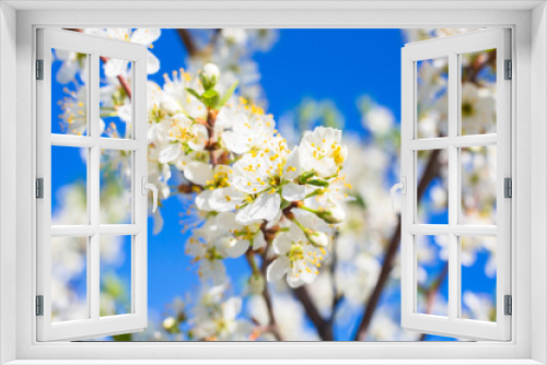 Fototapeta Naklejka Na Ścianę Okno 3D - Flowers of the cherry blossoms on a spring