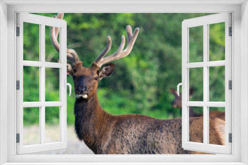 Fototapeta Naklejka Na Ścianę Okno 3D - Elk in a green meadow
