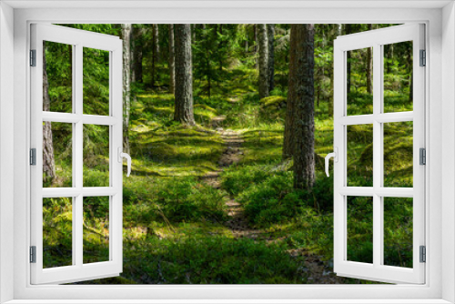 Fototapeta Naklejka Na Ścianę Okno 3D - Walking path through a lush green pine forest in Sweden in beautiful summer sunlight
