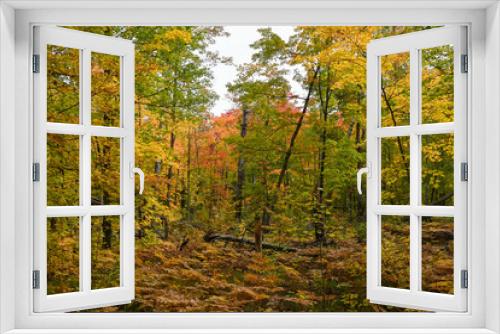 Fototapeta Naklejka Na Ścianę Okno 3D - Colorful trees in early fall. 