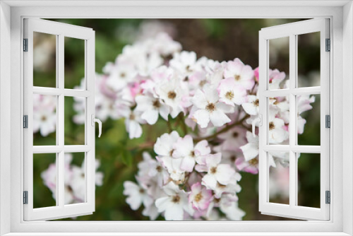 Fototapeta Naklejka Na Ścianę Okno 3D - flowers blossoming in the spring