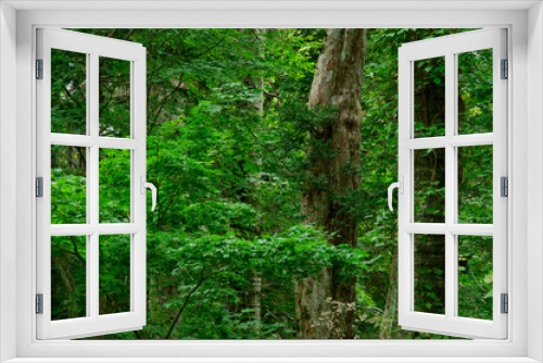 Fototapeta Naklejka Na Ścianę Okno 3D - 深い森の中の一本の古木