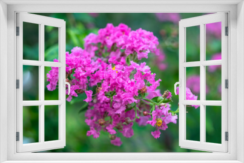 Fototapeta Naklejka Na Ścianę Okno 3D - Lagerstroemia indica is multi-stemmed, deciduous tree is a popular nesting shrub for songbirds and wrens. Inflorescence of crape myrtle, pink flower with green leaves in the garden. Floral pattern.