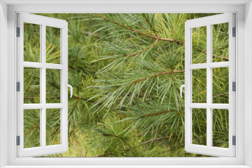 Fototapeta Naklejka Na Ścianę Okno 3D - Green pine branches in the forest in summer
