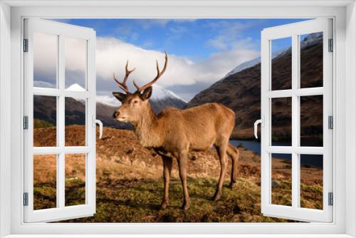 Fototapeta Naklejka Na Ścianę Okno 3D - The Red Deer Stag in auto, Glencoe, west Highlands