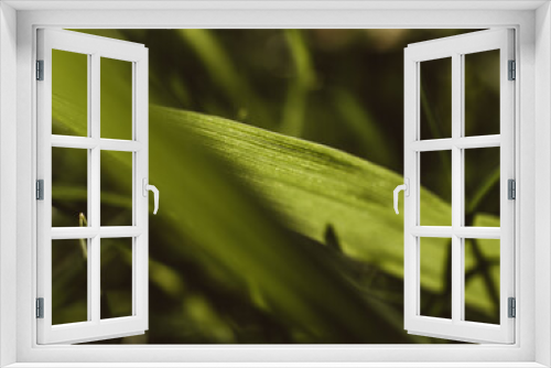 Fototapeta Naklejka Na Ścianę Okno 3D - Closeup of green grass