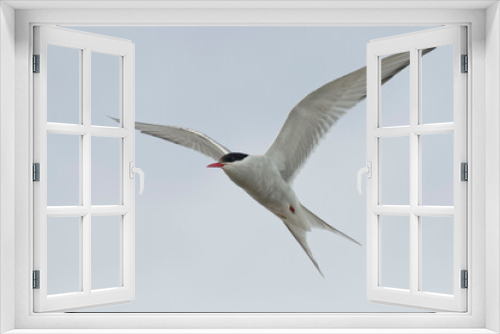 Fototapeta Naklejka Na Ścianę Okno 3D - Arctic Tern (Sterna paradisaea) flying