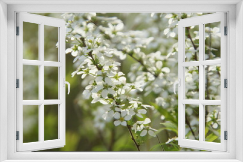 Fototapeta Naklejka Na Ścianę Okno 3D - A blooming tree