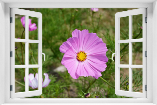 Fototapeta Naklejka Na Ścianę Okno 3D - Large pink cosmos flower - Dwarf Sensation