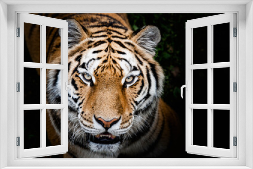 Fototapeta Naklejka Na Ścianę Okno 3D - Portrait d'un magnifique félin tigre de Sibérie