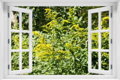 Fototapeta Naklejka Na Ścianę Okno 3D - Golden Rods and Weeds