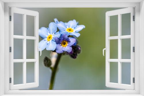 Fototapeta Naklejka Na Ścianę Okno 3D - blue and white forget me not flowers on a colorful background with bokeh