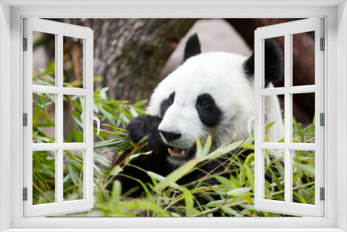 Fototapeta Naklejka Na Ścianę Okno 3D - Close-up portrait of a giant panda. Bamboo bear giant panda eating bamboo
