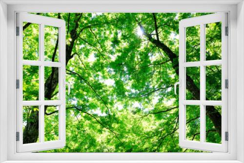Fototapeta Naklejka Na Ścianę Okno 3D - 新緑の奥多摩都民の森