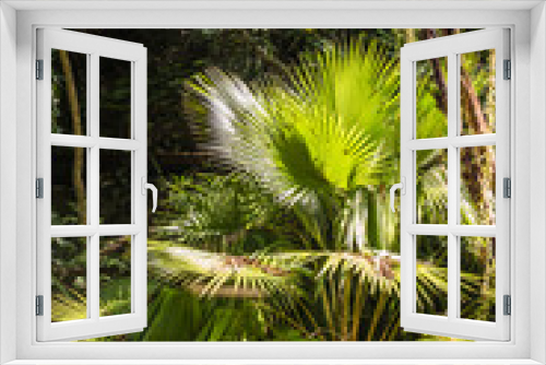 Fototapeta Naklejka Na Ścianę Okno 3D - Botanical garden, Tropical Spice Garden in Teluk Behang, Pulau Pinang, Malaysia 