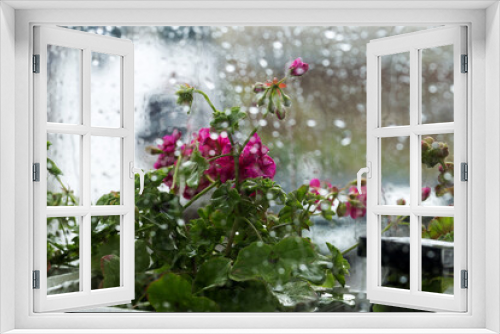 Fototapeta Naklejka Na Ścianę Okno 3D - Raindrops on glass. Spray on the window. Bokeh of flowerpots with bright red flowers behind glass with drops of water. Rainy weather