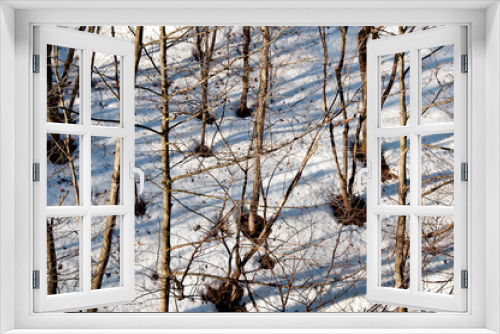 Fototapeta Naklejka Na Ścianę Okno 3D - 雪原の林の中で