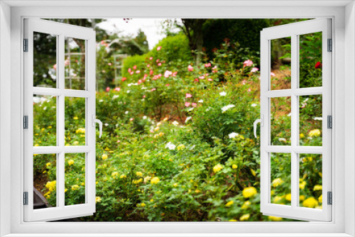 Fototapeta Naklejka Na Ścianę Okno 3D - Unexplored region of the rose garden in Tohoku