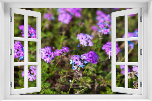 Fototapeta Naklejka Na Ścianę Okno 3D - colorful pink moss phlox as background., Pink Moss Flower