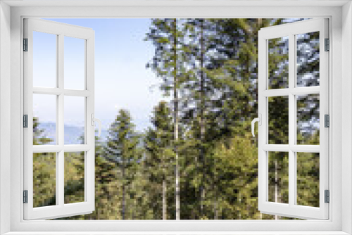 Fototapeta Naklejka Na Ścianę Okno 3D - Alti alberi della foresta