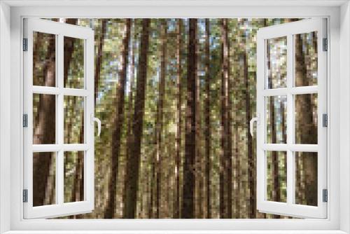 Fototapeta Naklejka Na Ścianę Okno 3D - Pine tree woodland.